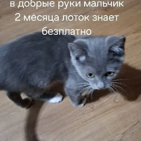 котенок