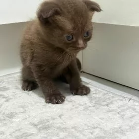 pişik şotlan