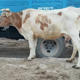 gysyr sygyr