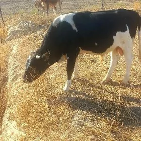 Öküz