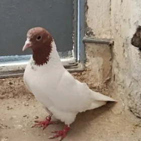 kepderi.