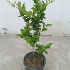 Burcina nahaly