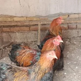 Brama horazlar