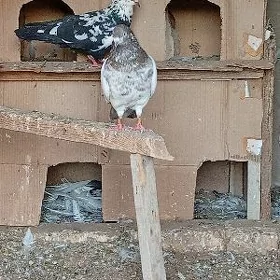 Kepderi