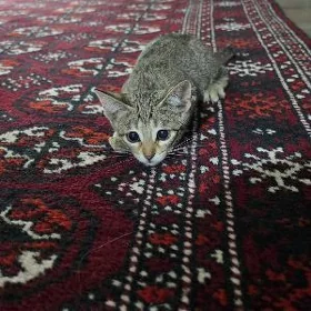 Pişik