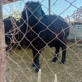 toklyly goÿunlar