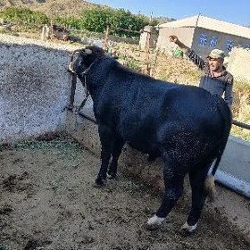 Öküz