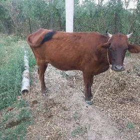 goleli sygyr