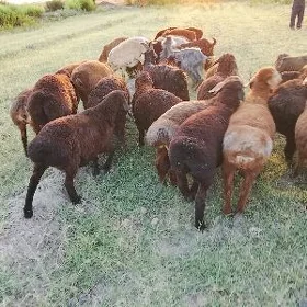 oy haywanlary gysar guzylar.