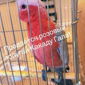 Попугай Порода
