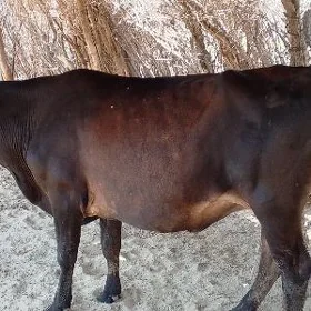 gysyr sygyr