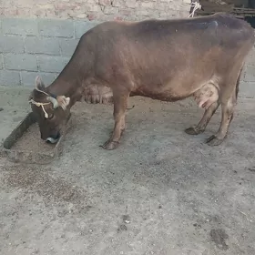 sygyr tanaly