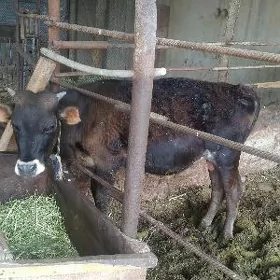 tohum okuzceler
