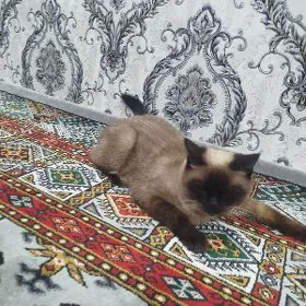 сиамский кошка