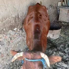unajyn