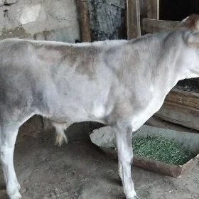 ŞWES TOHUM OKÜZ ARASSA