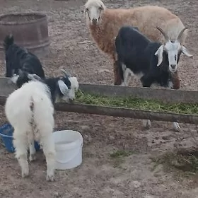 Goýun