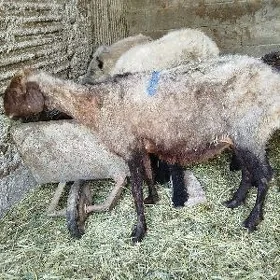 IŞŞEK