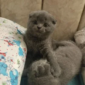 породистые вислоухие котята 🥰