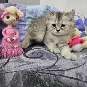Мальчик страйт