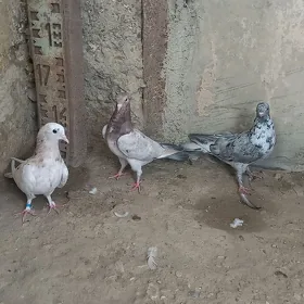 kepderi