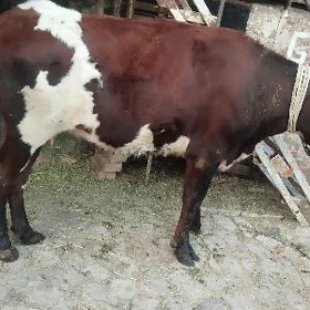 Tüwe