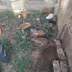 towşan