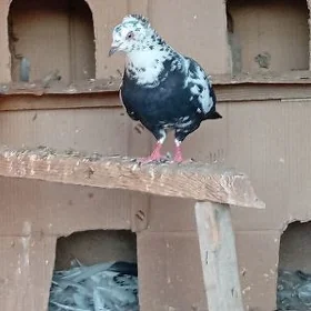 Kepderi