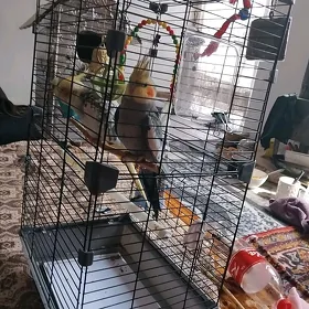 gus