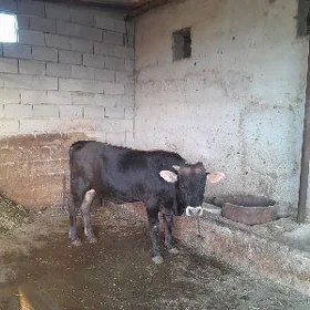 öküz