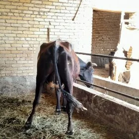 Saglyk sygyr