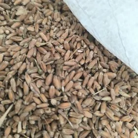 arpa tyrtykal