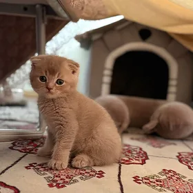 шотландский вислоухий котенок