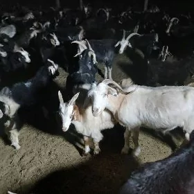 owlakly geçi