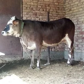 Tüwe 1 ýaş 6 aý Bakyda Duran