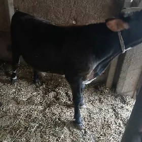 Öküzçe