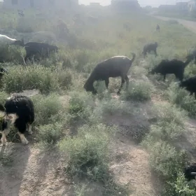 owlaklar, çebişler, geciler