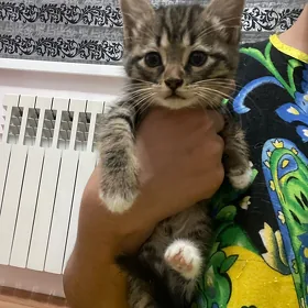pisik кошка кот