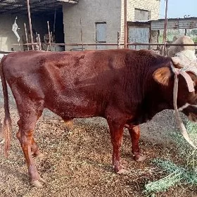 Iki yasar okuz