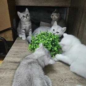 Шотландские