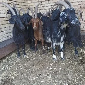 Satılık semiz geçi