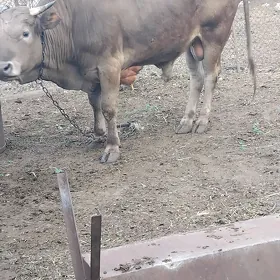 öküz