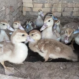 satılık indutga jüyjeler