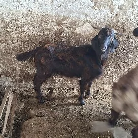 Bakylan geçi biçilen
