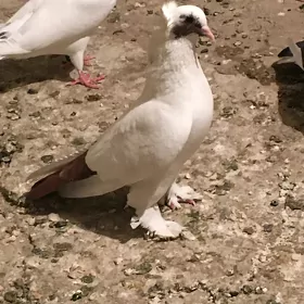 kepderi