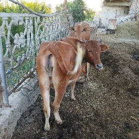 bakyly gunajyn .sygyry