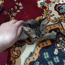в добрые руки