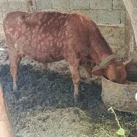 ökuz