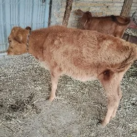 hojek unajyn