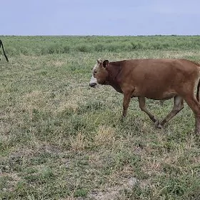 okuzce